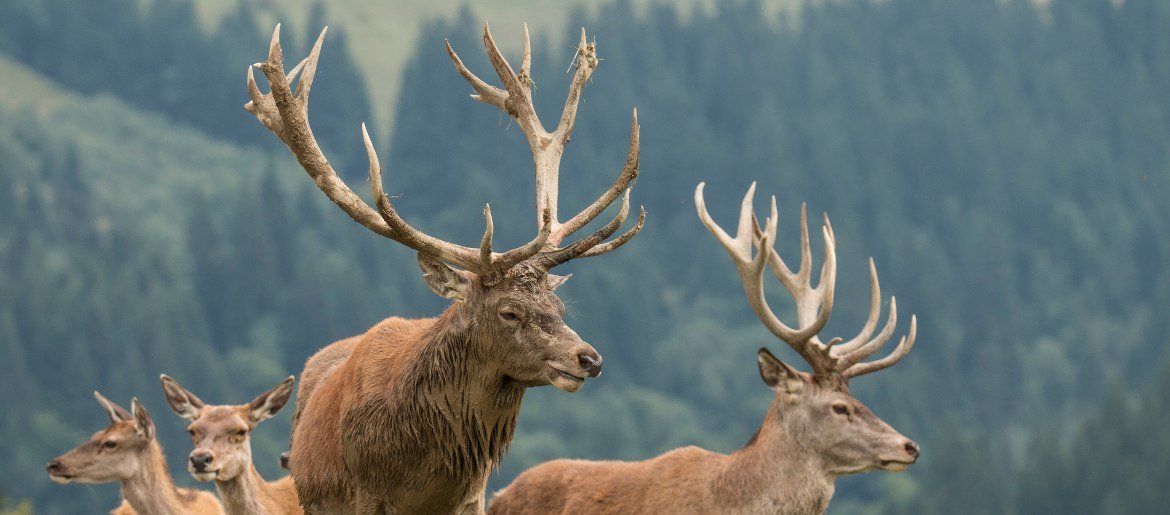 DEER ANTLER INLAY TUNGSTEN RINGS BLACK NOVEMBER SALE - Touchwood