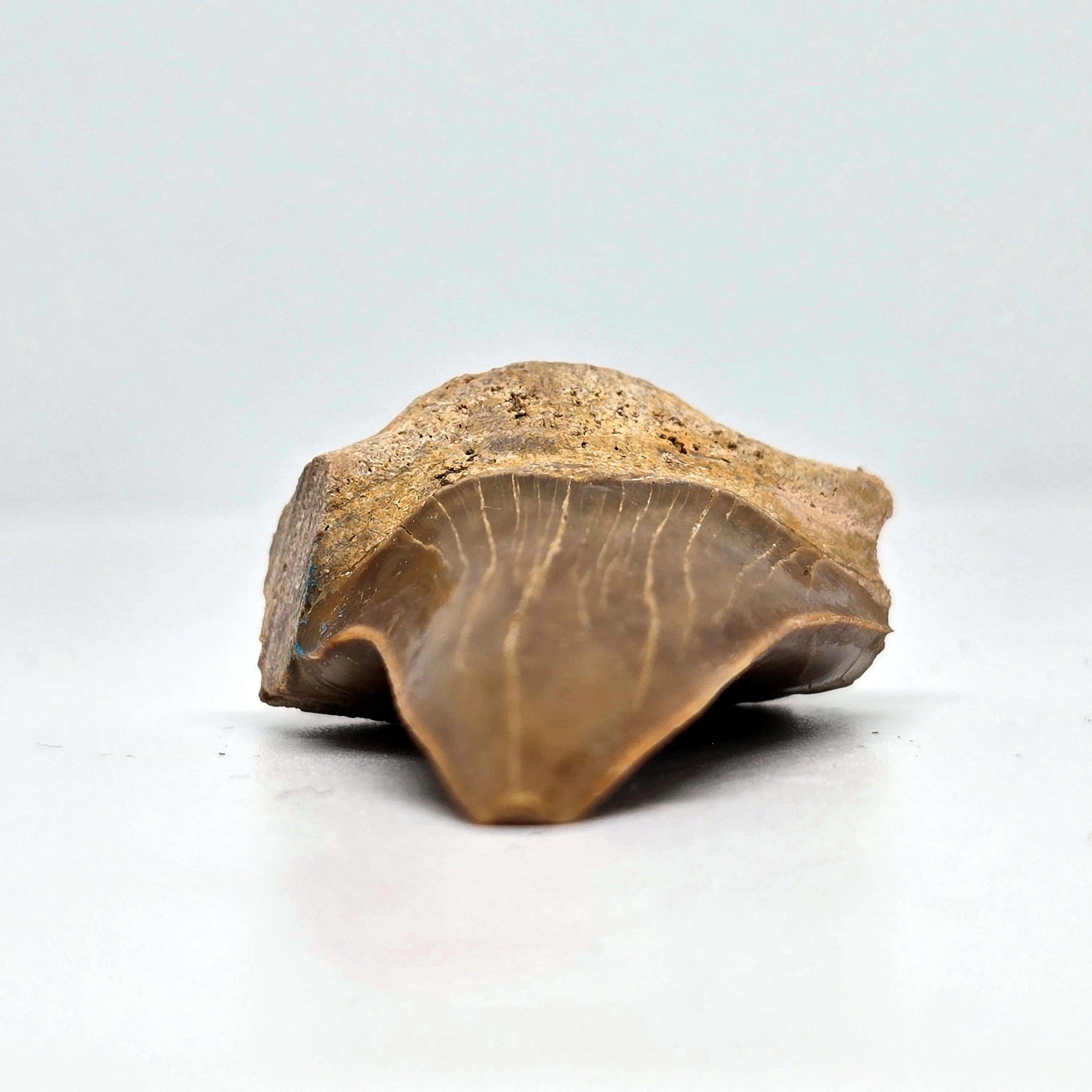 Megaladon Tooth