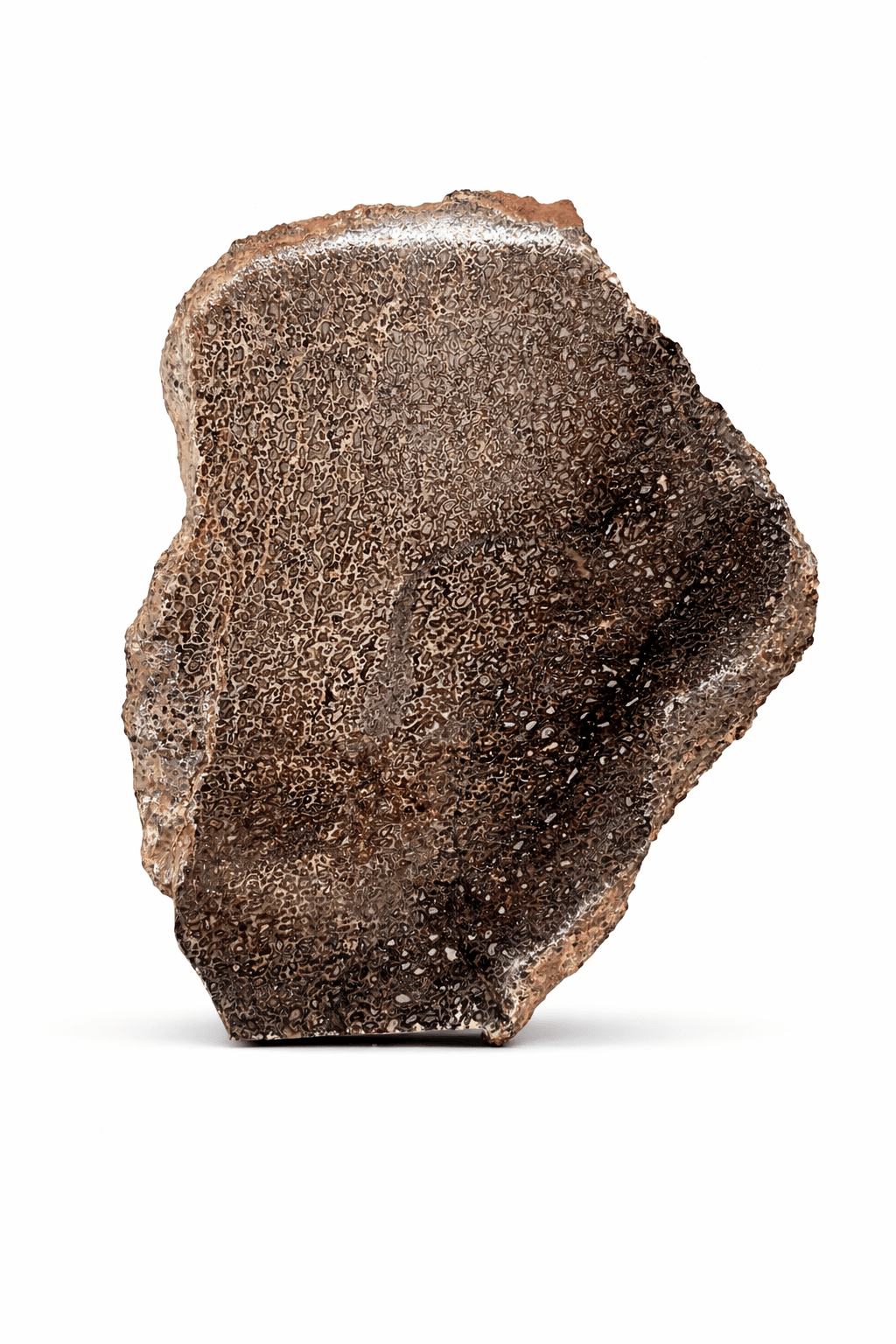 Agatized Dinosaur Bone